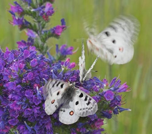 pastoralisme et environnement