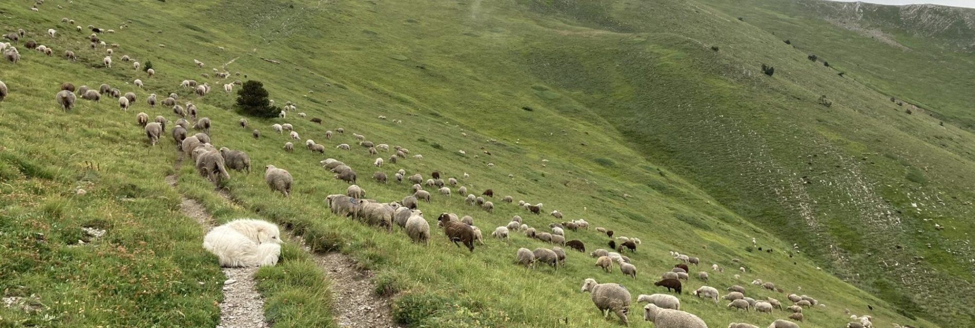 Chien de protection sur sentier
