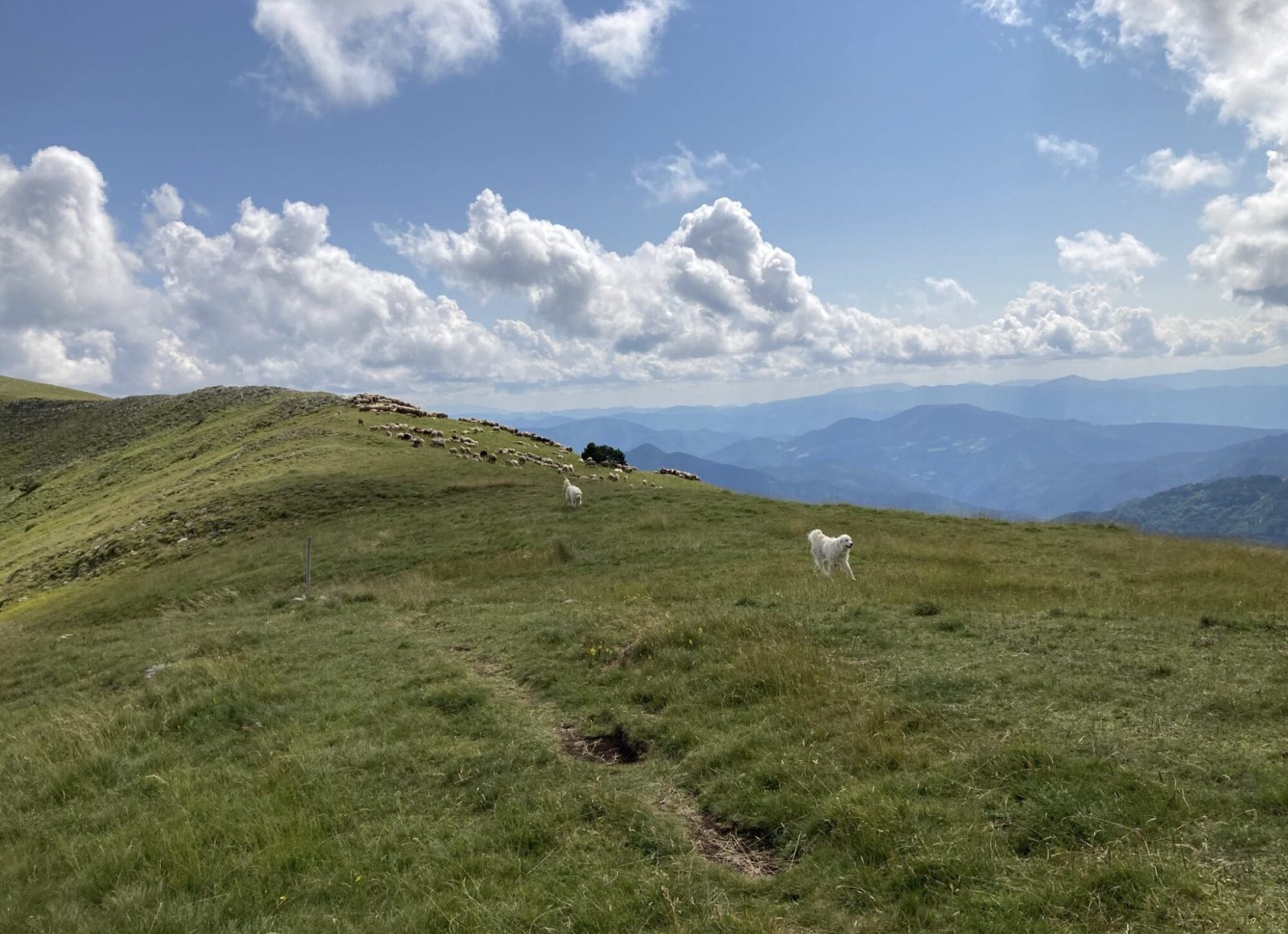 Chiens de protection