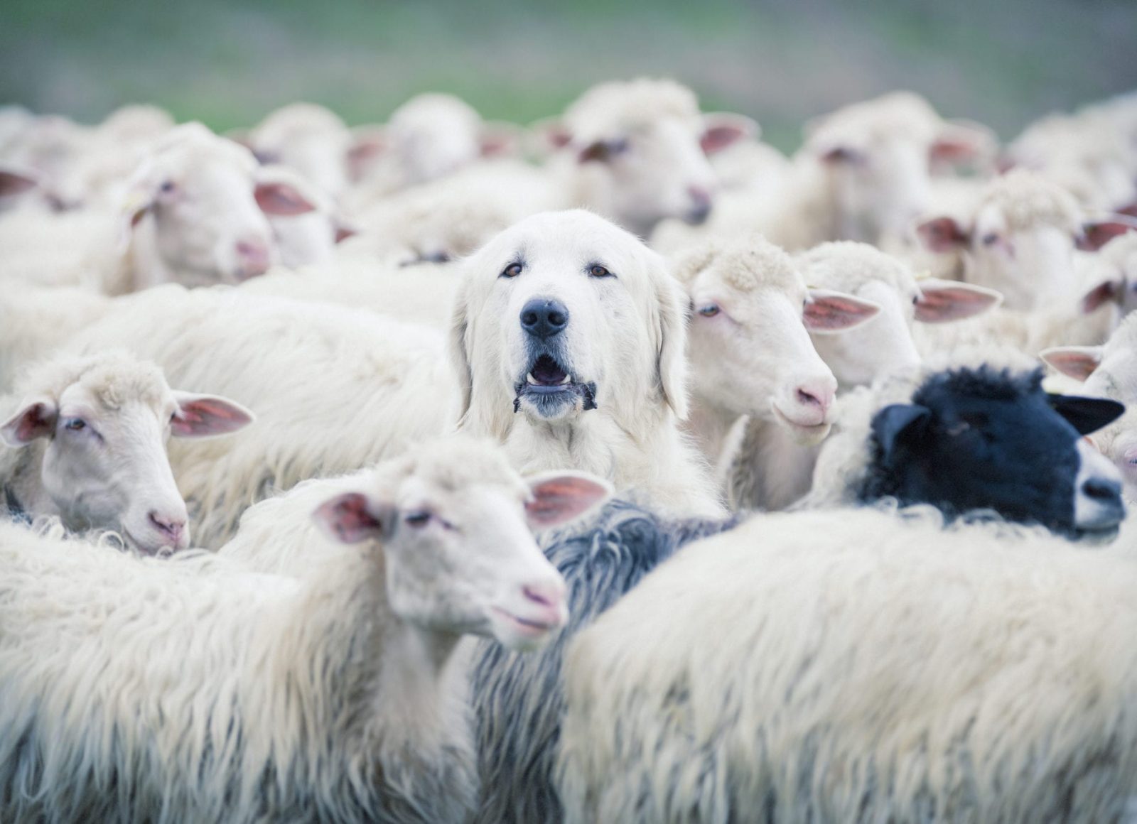 pastoralisme et protection des troupeaux