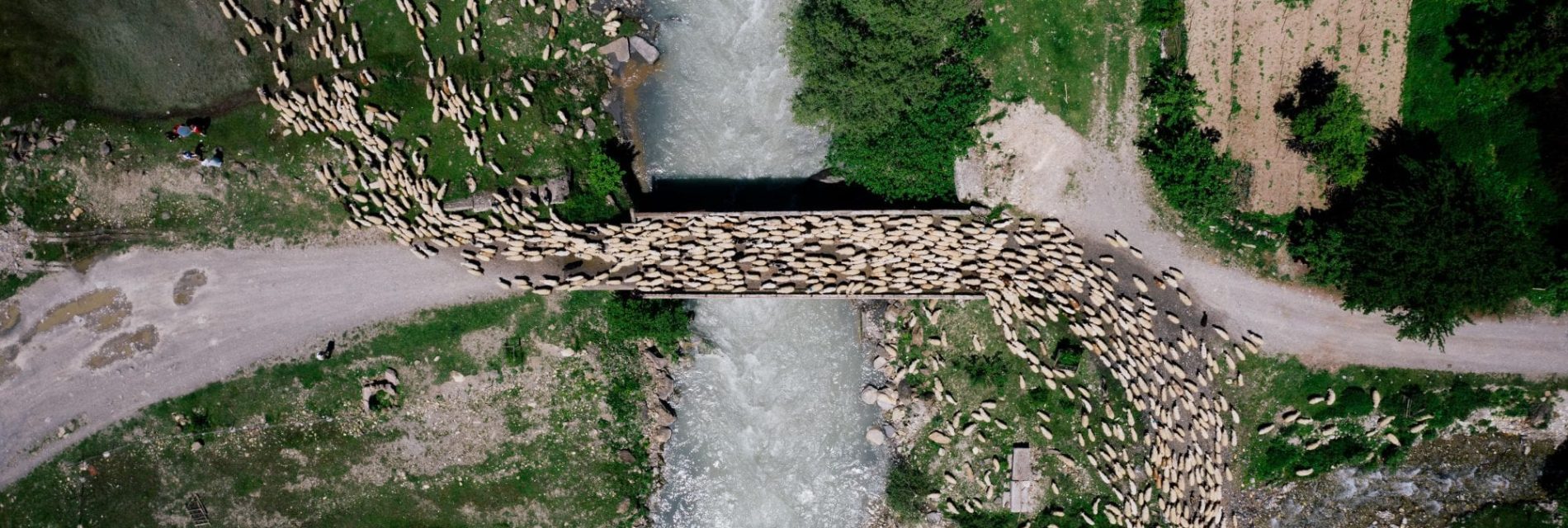 Troupeau de brebis passant sur pont