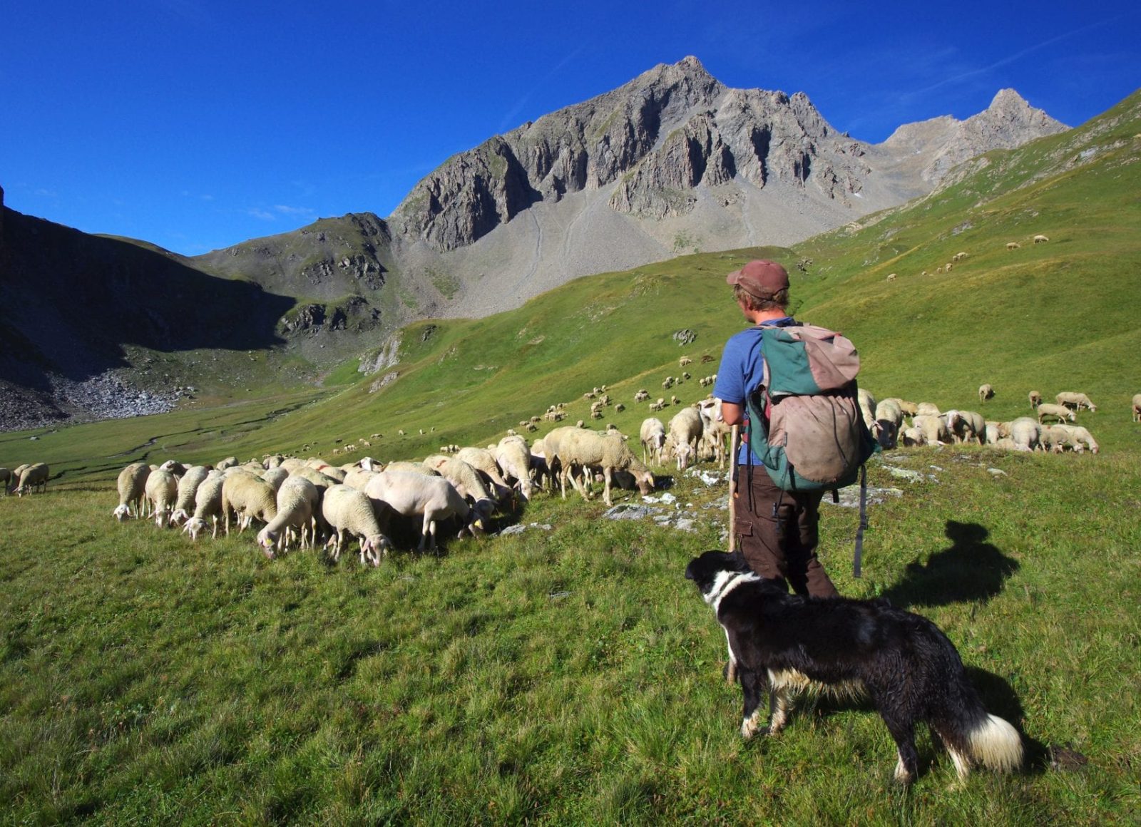Berger, chien de conduite et troupeau de brebis