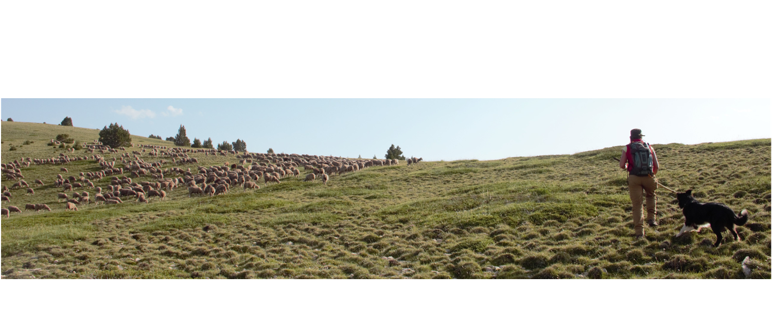 Bergère, chien de conduite et troupeau de brebis