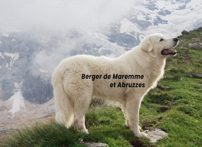 Berger de Maremme et Abruzzes