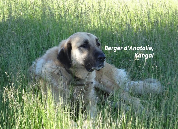 Berger d'Anatolie Kangal
