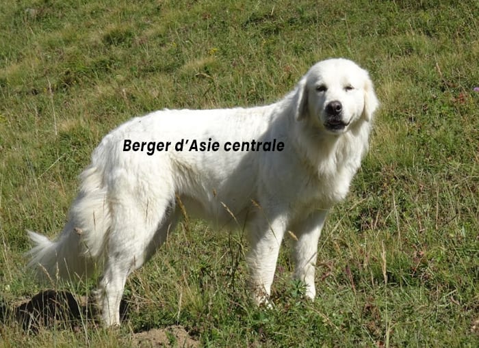 Berger d'Asie Centrale