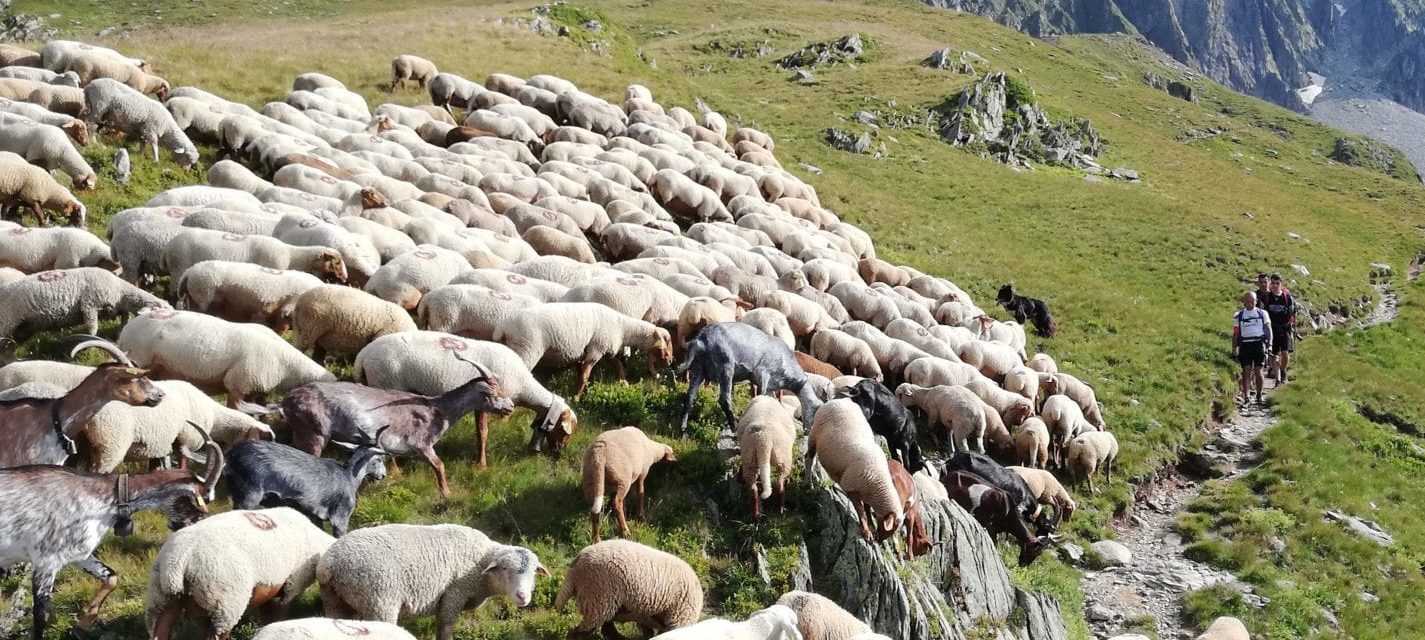Les espaces de nature sont partagés par la faune sauvage, les animaux domestiques, les activités professionnelles et les activités de loisir