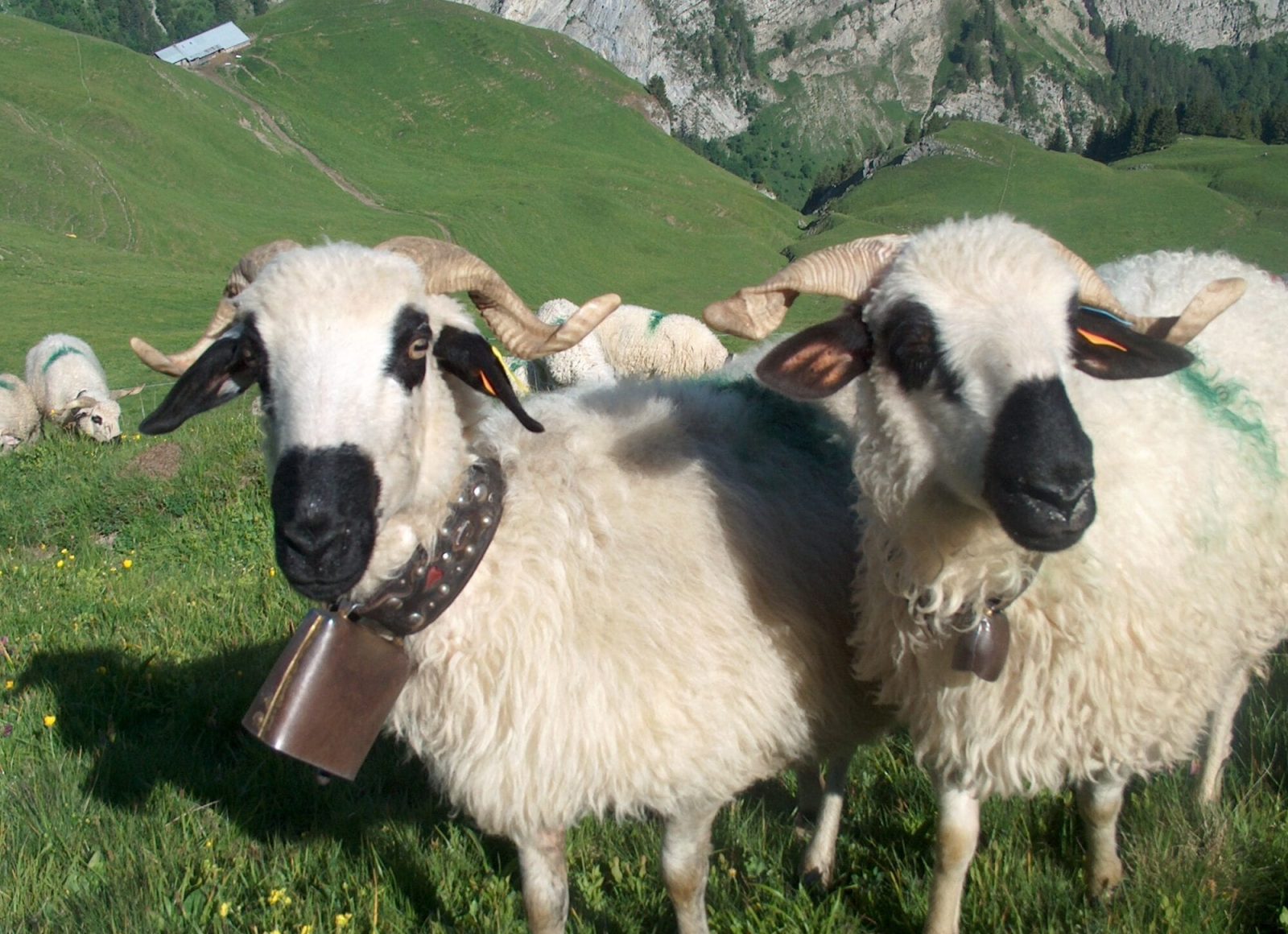 Brebis Thone et Marthod