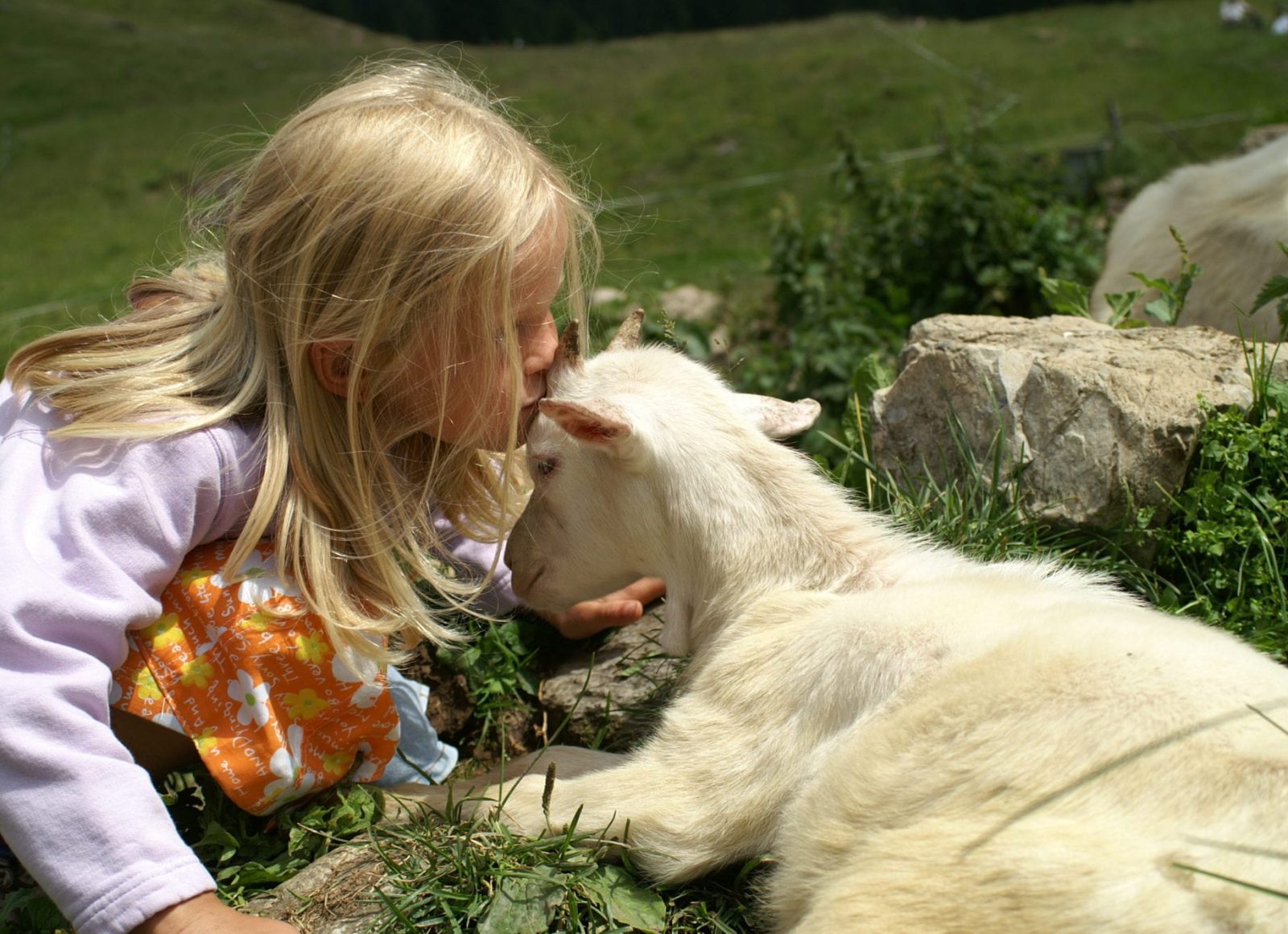 Rôle pastoralisme enfant bisou chèvre