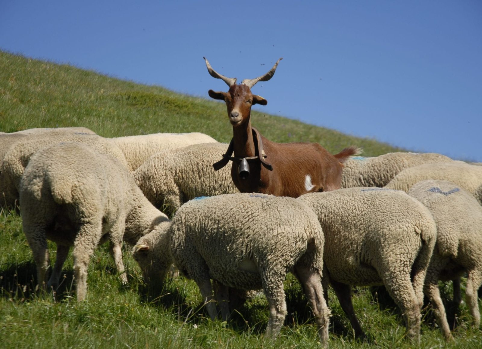 Chèvre au milieu d'un troupeau de brebis