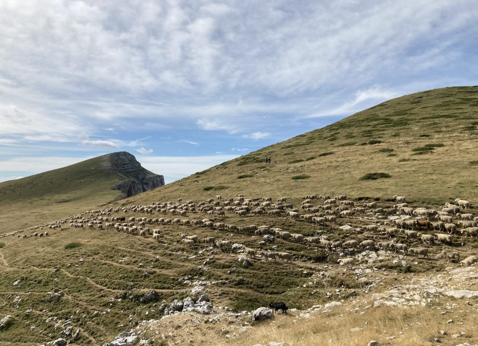 Les troupeaux de brebis en se déplaçant creusent des drailles dans la pente