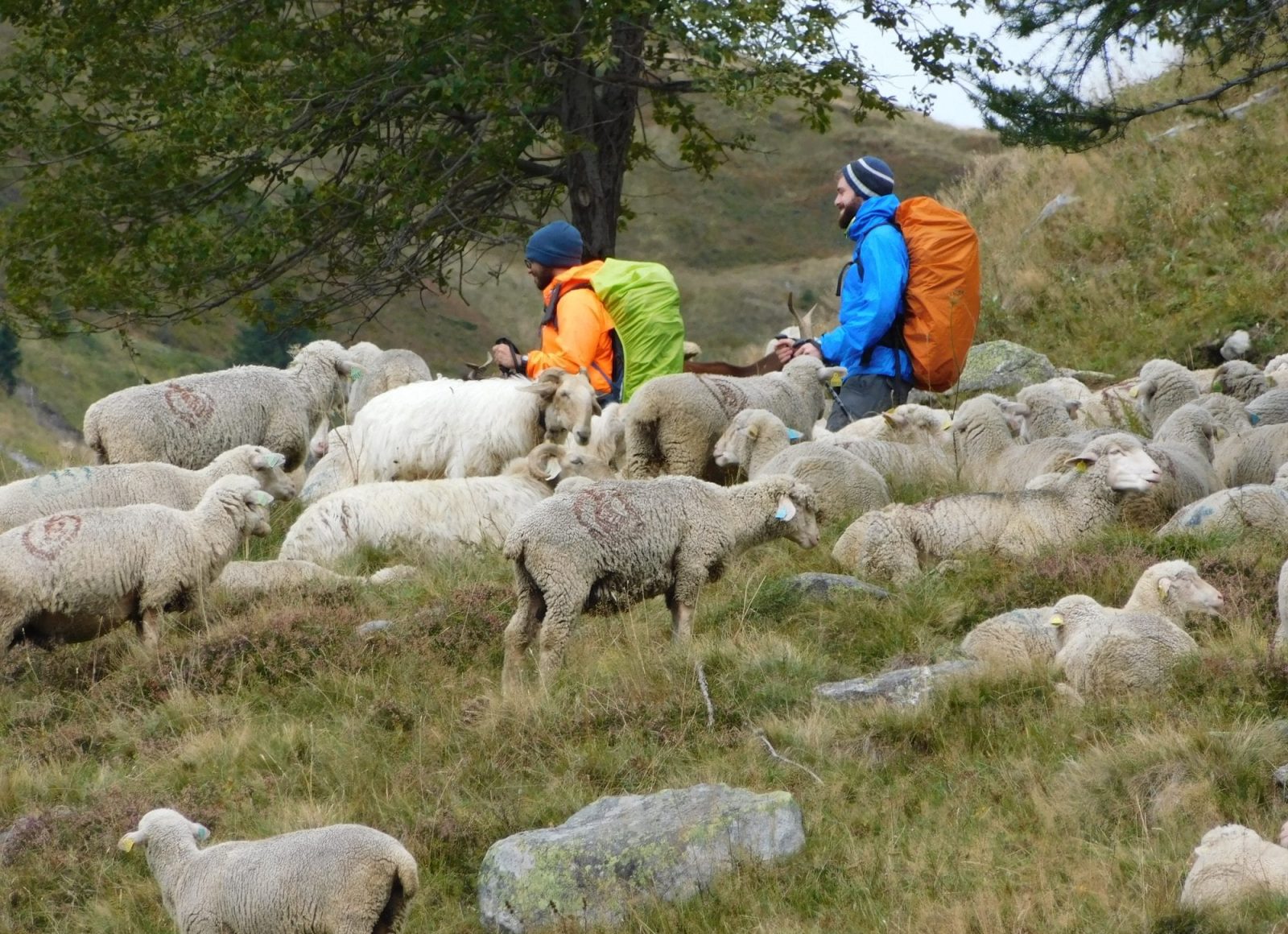 randonneurs et troupeaux