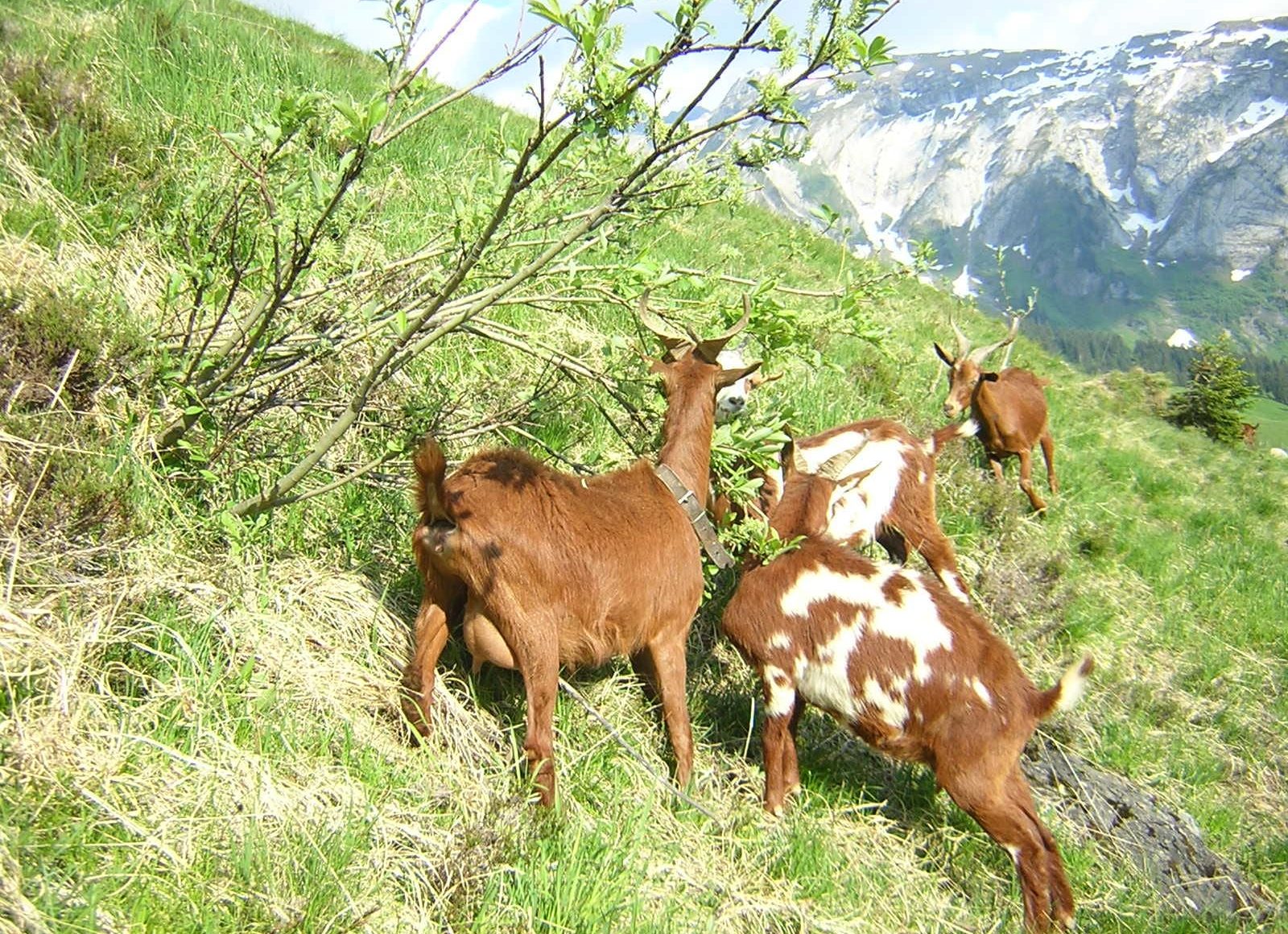 Chèvres mangeant arbuste
