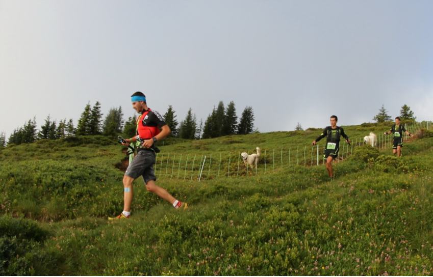 Traileurs et chien de protection
