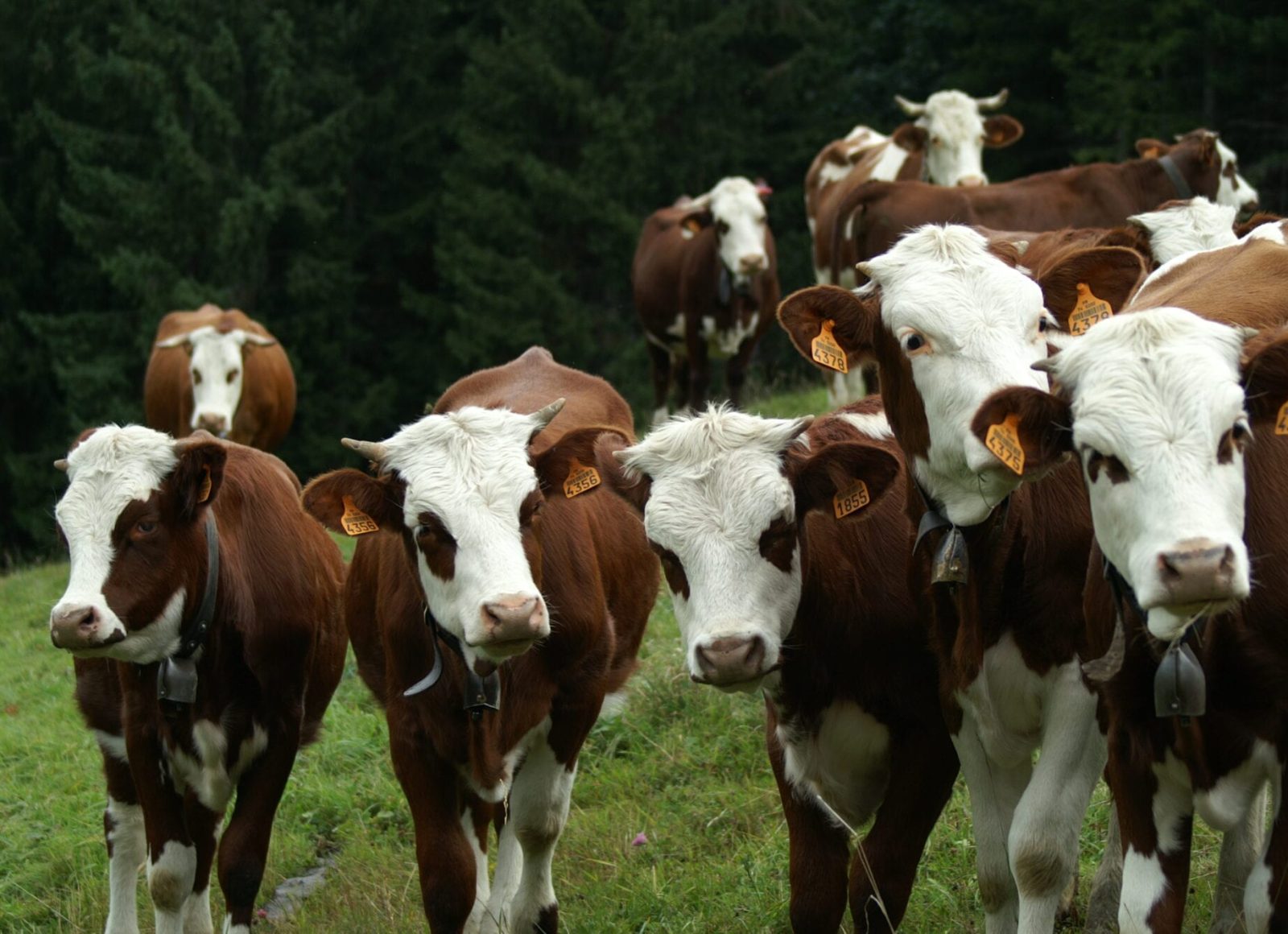 Troupeau de génisses de race abondance