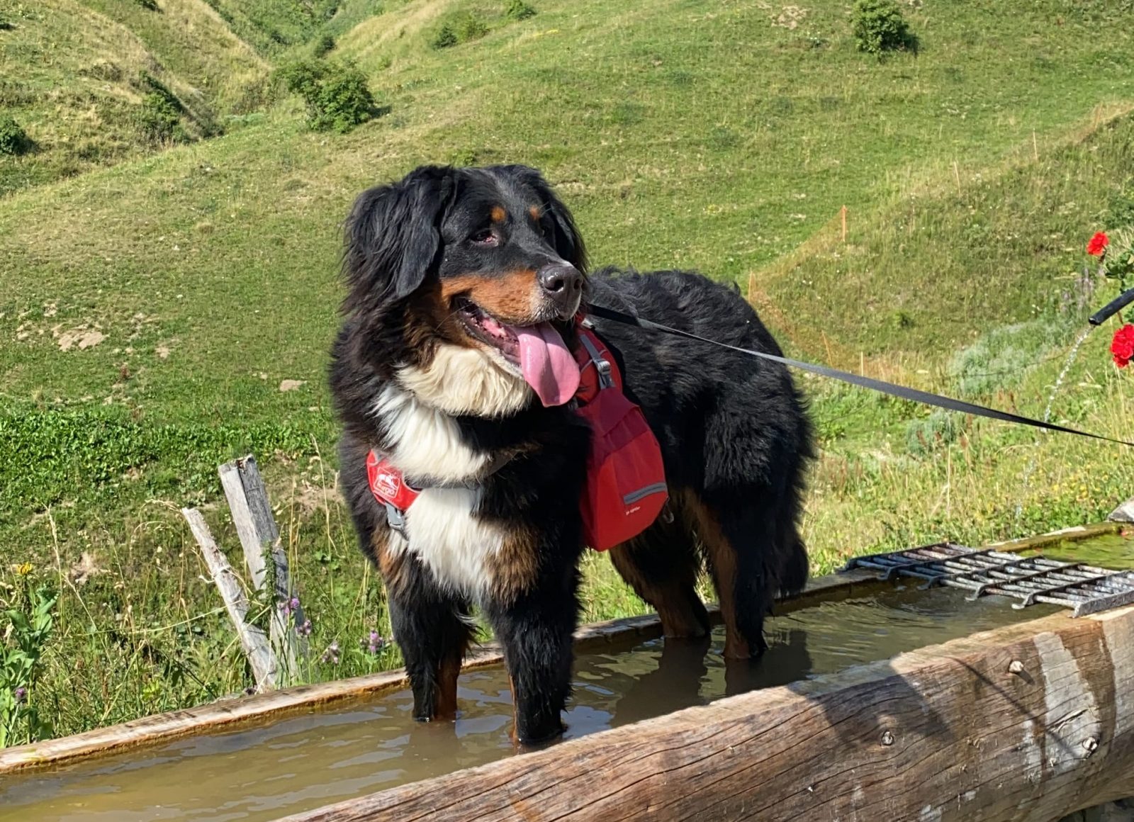 respecter les aménagements : empêcher votre chien d'aller dans les abreuvoirs
