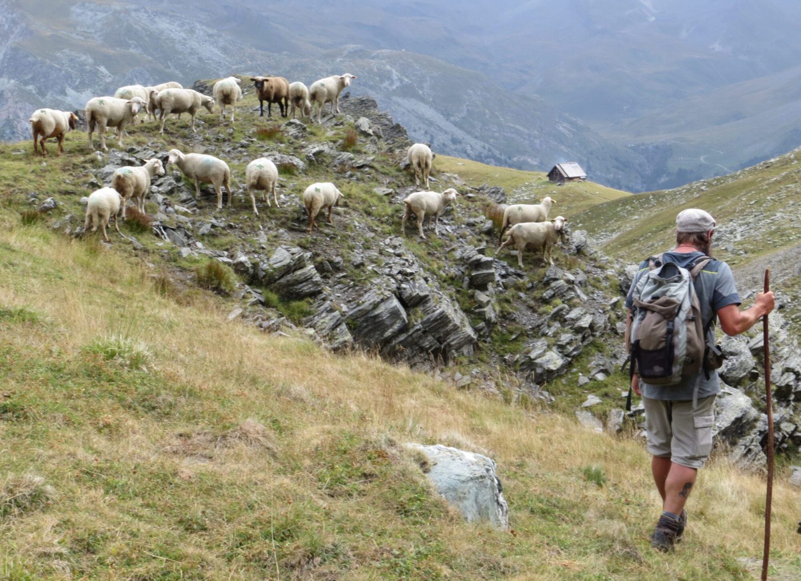 Berger avec troupeau de chèvre