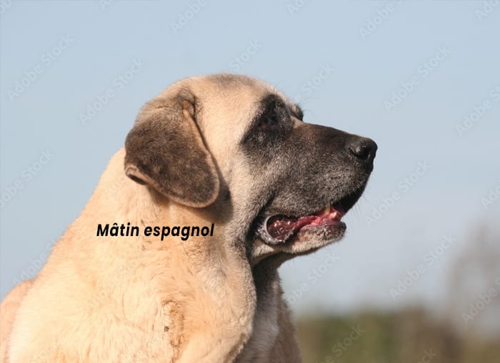 Matin espagnol