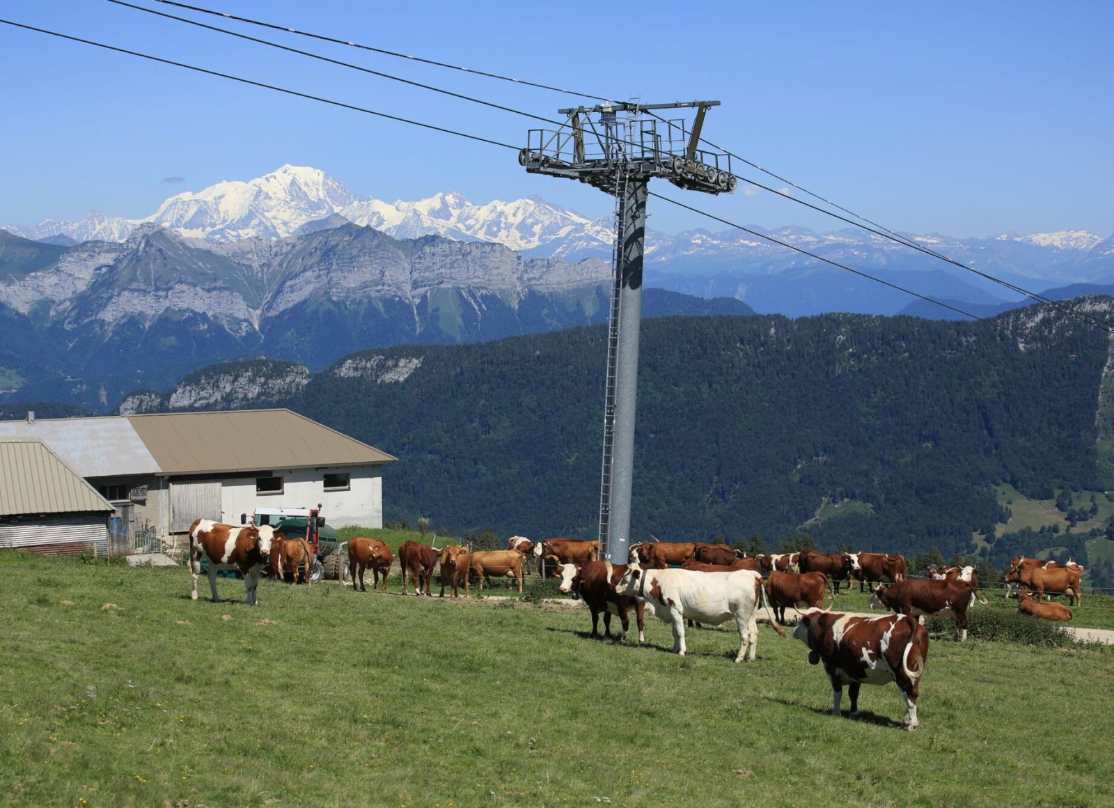 Troupeau de vaches et remontées mécaniques