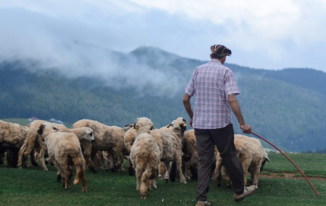 pastoralisme : des hommes et des troupeaux