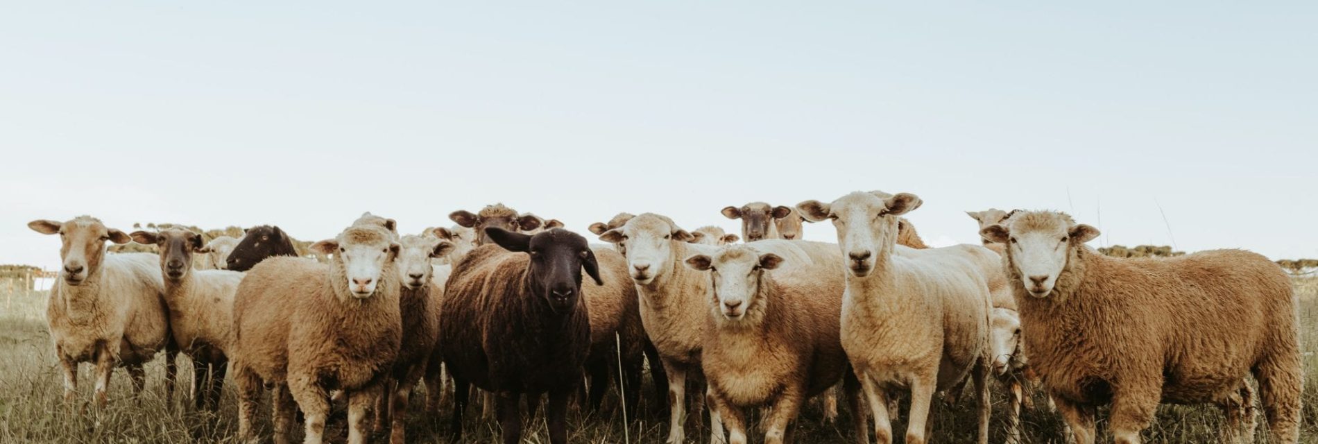 Troupeau de brebis regardant l'objectif
