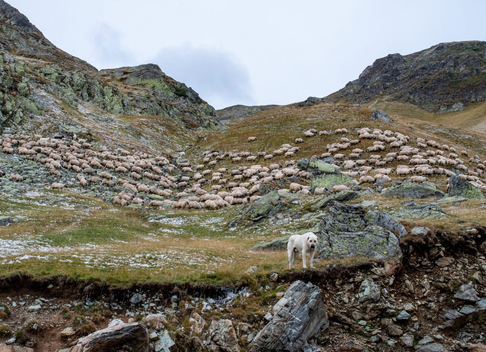 Chien de protection et pastoralisme