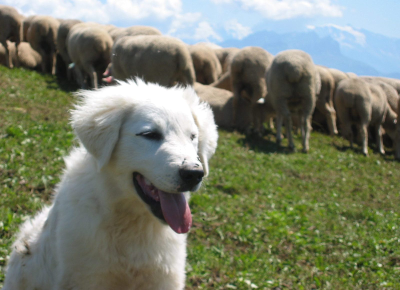 Jeune chien de protection