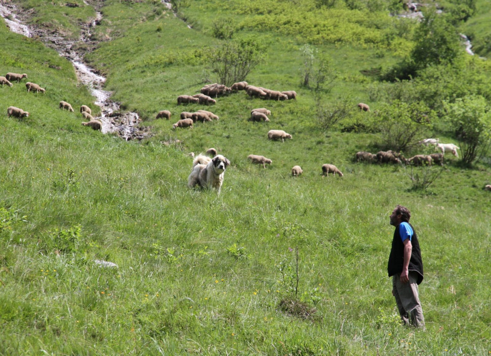 Troupeau de brebis, chien de protection et berger